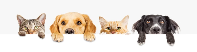 Pet Supplies